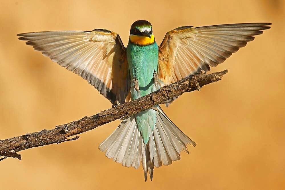 Bee-eater (Merops apiaster) flying on branch, Rhineland-Palatinate, Germany, Europe