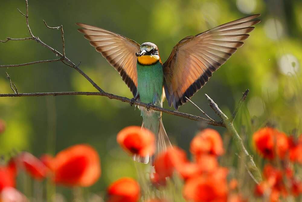 Bee-eater (Merops apiaster) flying on branch, Rhineland-Palatinate, Germany, Europe