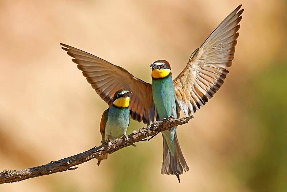 Bee-eater (Merops apiaster) sitting on a branch, mating feeding, Rhineland-Palatinate, Germany, Europe