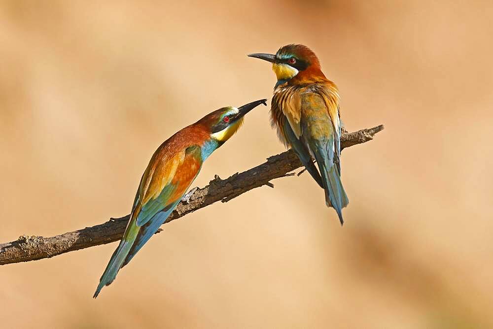 Bee-eater (Merops apiaster) sitting on a branch, mating feeding, Rhineland-Palatinate, Germany, Europe