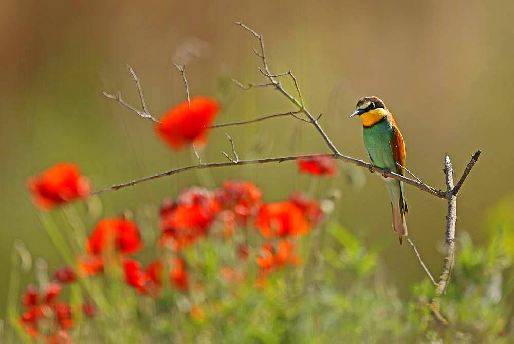 Bee-eater (Merops apiaster) sitting on a branch, Rhineland-Palatinate, Germany, Europe