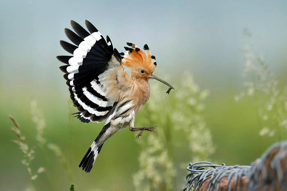 Hoopoe (Upupa epops) in flight with food, Rhineland-Palatinate, Germany, Europe