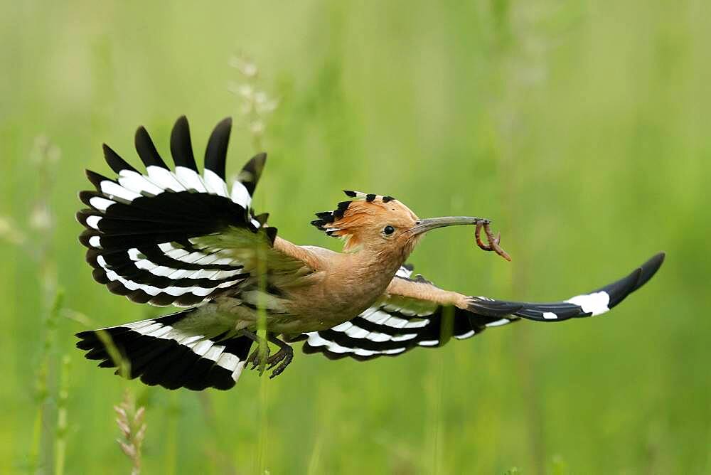 Hoopoe (Upupa epops) in flight with food, Rhineland-Palatinate, Germany, Europe