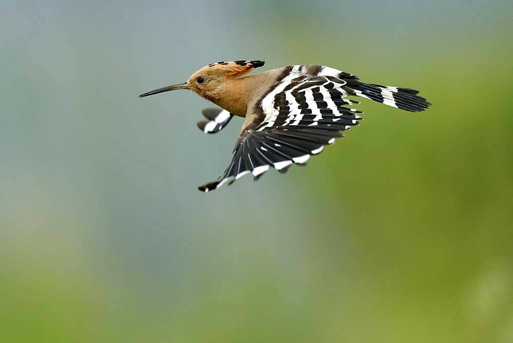 Hoopoe (Upupa epops) in flight with food, Rhineland-Palatinate, Germany, Europe