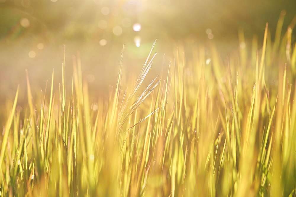 Blade of grass, Germany, Europe