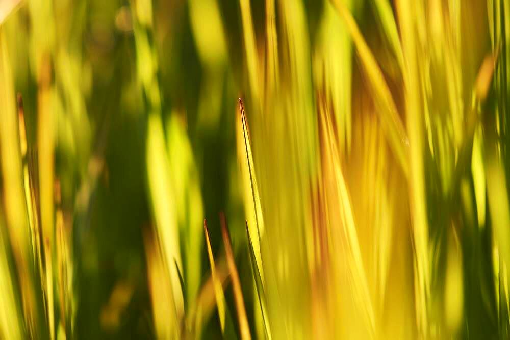 Blade of grass, Germany, Europe