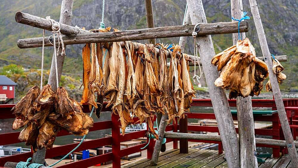 Stockfish, Norwegian Fishing Village Museum A, A, Moskenesoy, Norway, Europe