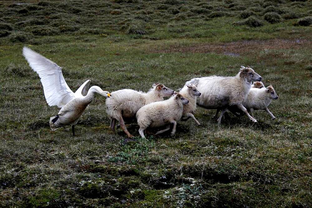 Swan (Cygnus) attacking sheep (Ovis), Karahnjukar, Highlands, Iceland, Europe