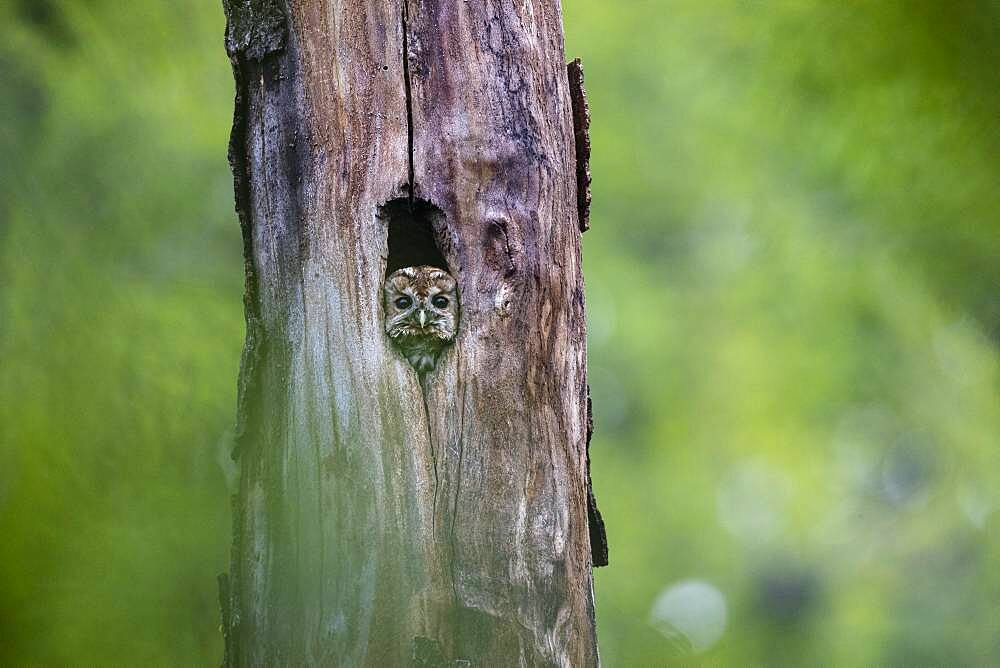 Tawny owl (Strix aluco), adult bird looking out of a tree cavity, Frankfurt, Hesse, Germany, Europe