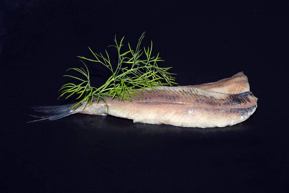 Freshly fermented fillet of Atlantic herring (Clupea harengus), Scheveningen, Netherlands