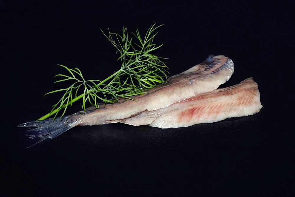 Freshly fermented fillet of Atlantic herring (Clupea harengus), Scheveningen, Netherlands