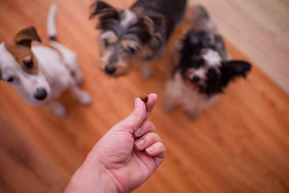 Dog pack waiting on treat in hand of owner