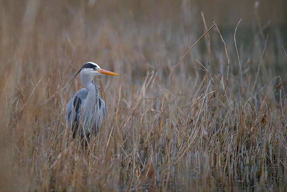 A grey heron (Ardea cinerea) standing in riparian vegetation, North Rhine-Westphalia, Germany, Europe