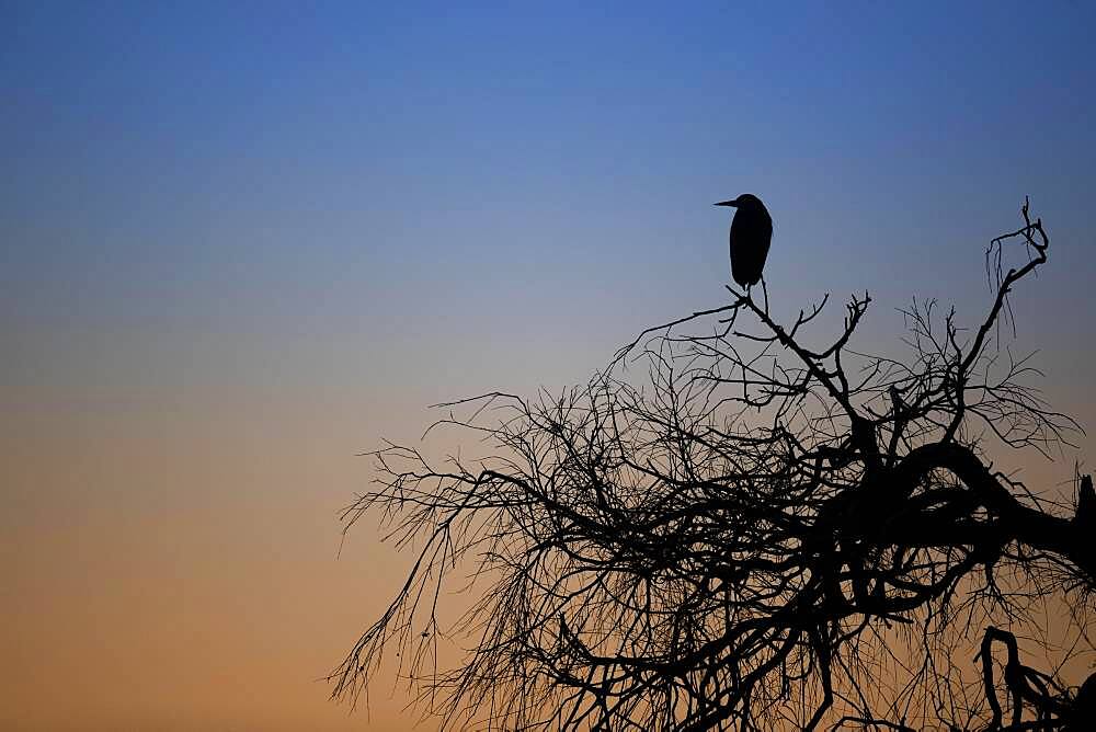 A grey heron (Ardea cinerea) sitting on a tree at sunrise, North Rhine-Westphalia, Germany, Europe