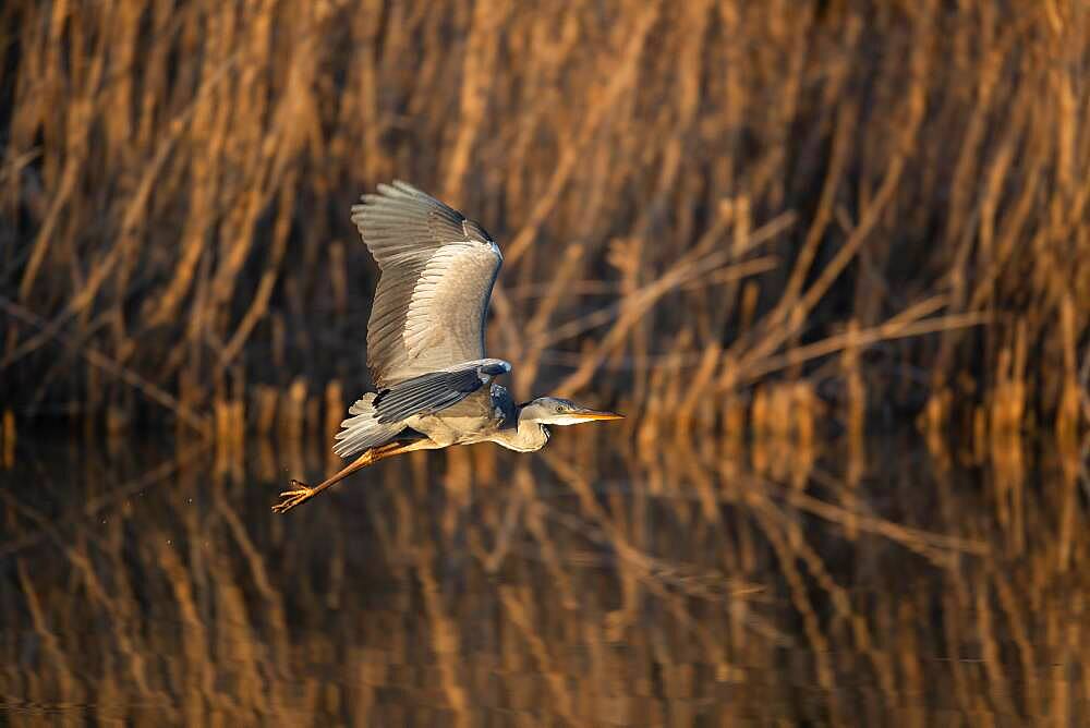 A Grey heron (Ardea cinerea) flying in the first light of day, North Rhine-Westphalia, Germany, Europe