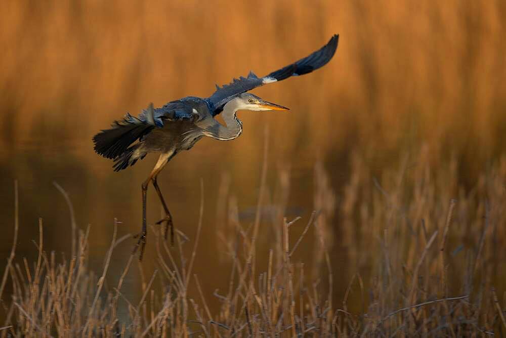 A Grey heron (Ardea cinerea) flying in the first light of day, North Rhine-Westphalia, Germany, Europe