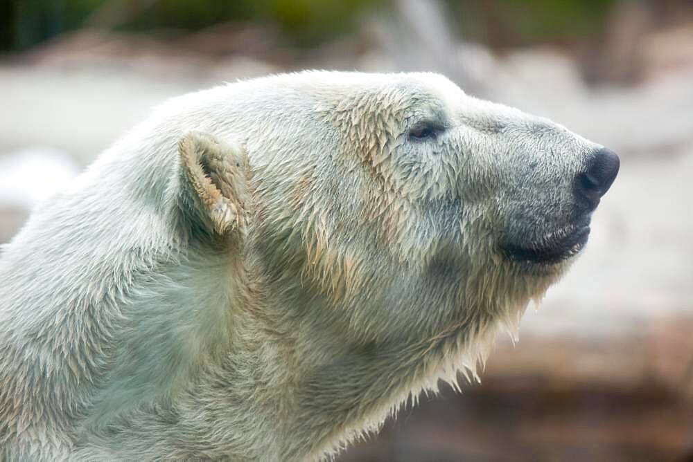 Beautiful majestic white polar bear profile image