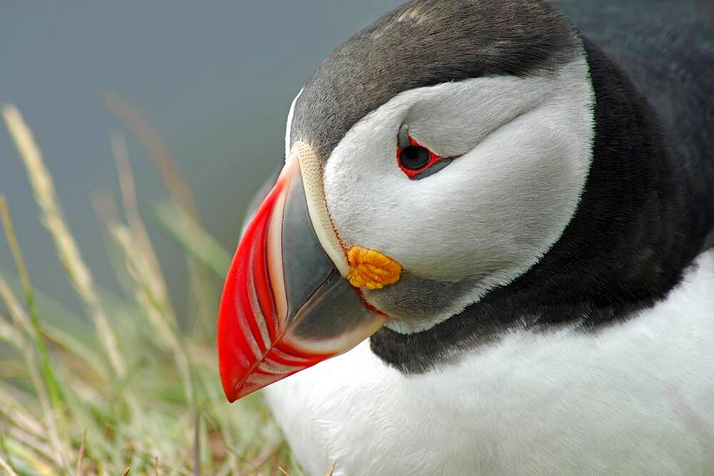 Head of a puffin, Latrabjarg, Westfjords, Iceland, Europe