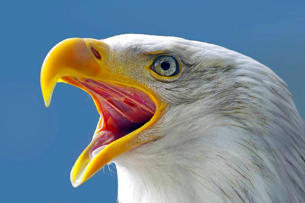 Head of a bald eagle, Sitka, Alaska United States