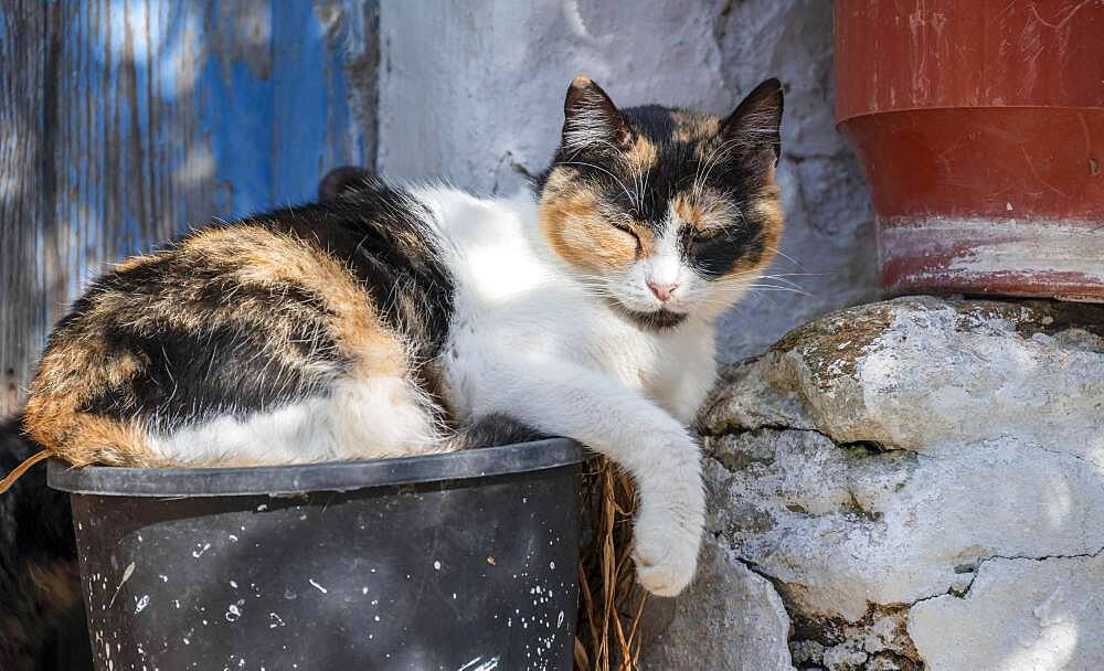 Cat sleeping in a bucket, Paros, Cyclades, Aegean Sea, Greece, Europe