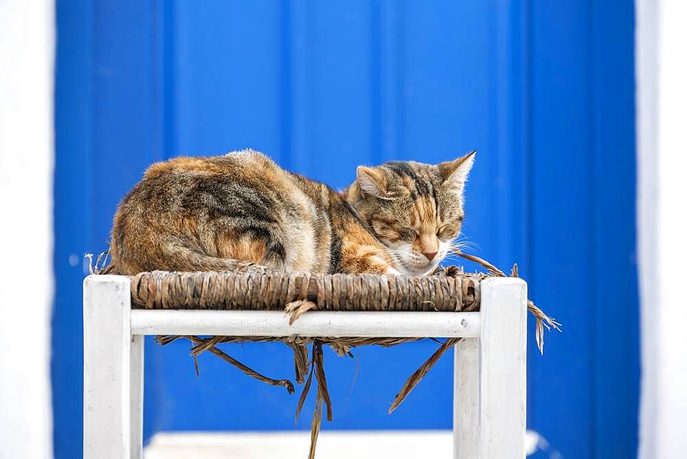 Cat lying on chair, Parika, Paros, Cyclades, Aegean Sea, Greece, Europe