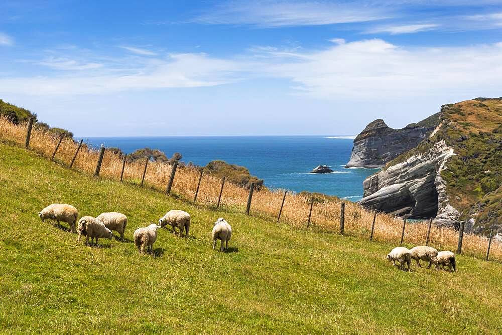 Flock of sheep at Cape Farewell, Golden Bay, South Island, New Zealand, Oceania