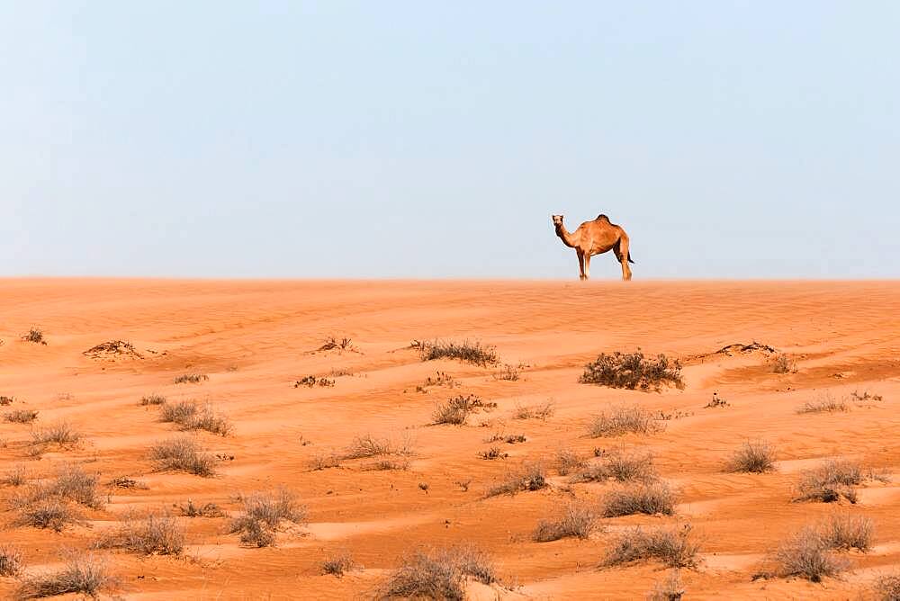 Camel in the desert, Wahiba Sands, Sultanate Of Oman