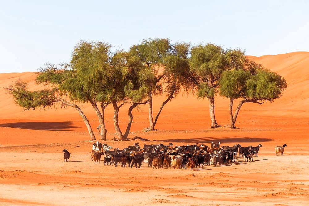 Flock of goats in the desert, Wahiba Sands, Sultanate Of Oman