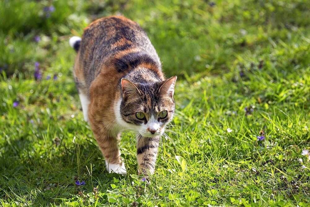 Cat (Felis catus), European shorthair, cat, tricolour, tortoiseshell cat, running in the grass, Baden-Wuerttemberg, Germany, Europe