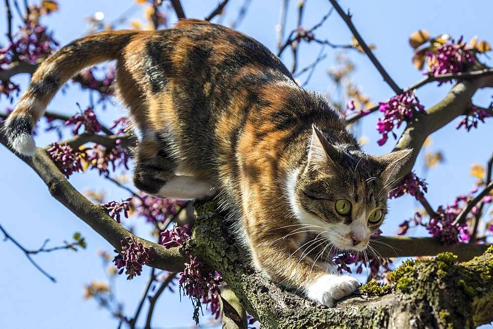 Cat (Felis catus), European shorthair, cat, tricolour, tortoiseshell cat, climbing Judas tree (Cercis siliquastrum) Judas Tree, Baden-Wuerttemberg, Germany, Europe