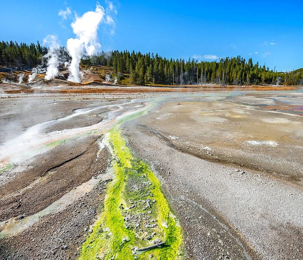 Red mineral deposits and green algae at a thermal spring, steaming hot springs, Noris Geyser Basin, Yellowstone National Park, Wyoming, USA, North America