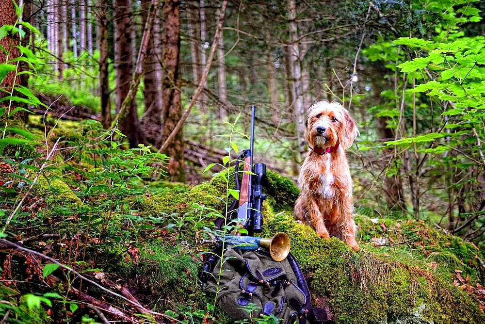 Hunting dog with hunting rifle, Steirische Rauhhaarbracke, Germany, Europe