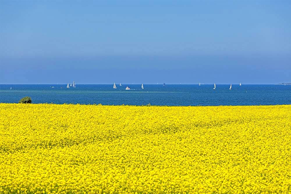 Rape field near Luetjenbrode, sailing boats, Grossenbrode, Schleswig-Holstein, Germany, Europe