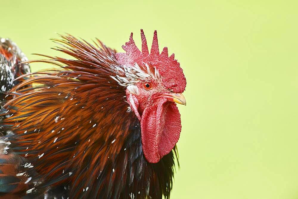 Chicken (Gallus gallus domesticus), rooster, portrait, on a meadow, Upper Palatinate, Bavaria, Germany, Europe