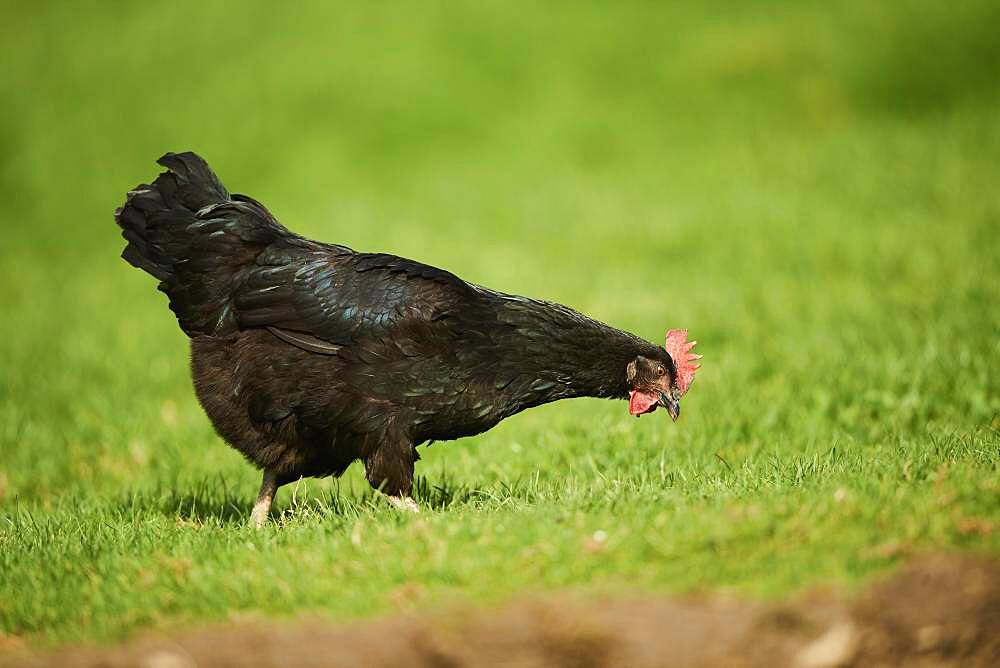 Chicken (Gallus gallus domesticus), hen, on a meadow, Upper Palatinate, Bavaria, Germany, Europe