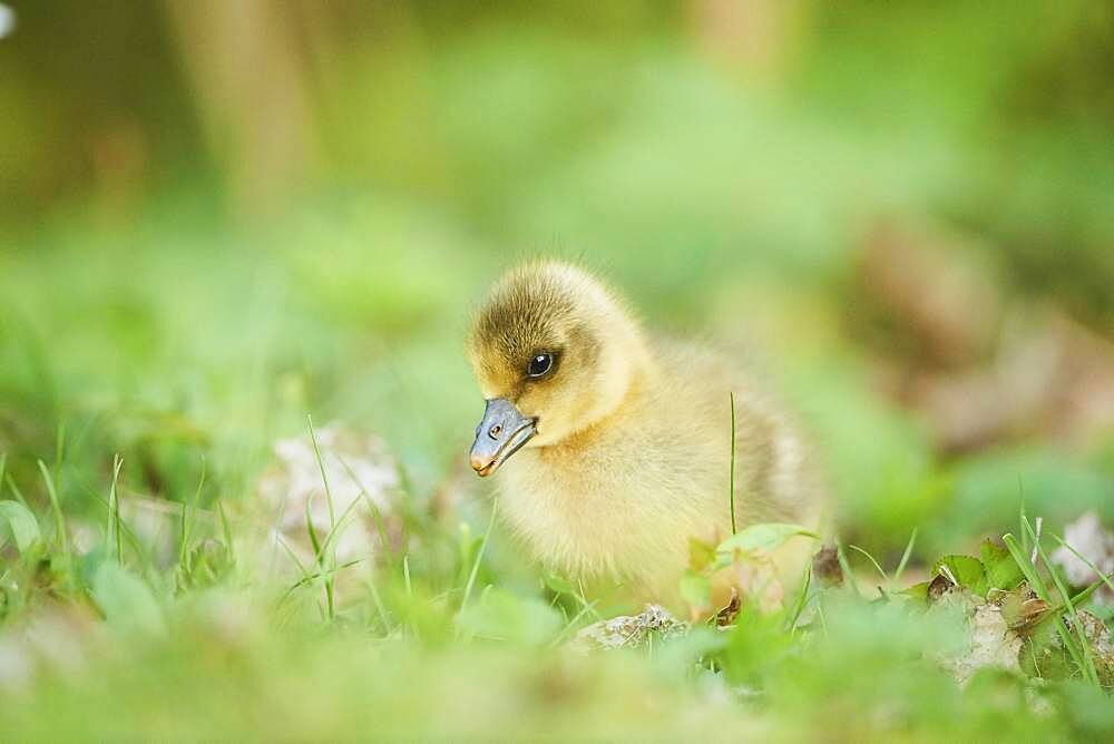 Greylag goose (Anser anser) chick on a meadow, Bavaria, Germany, Europe