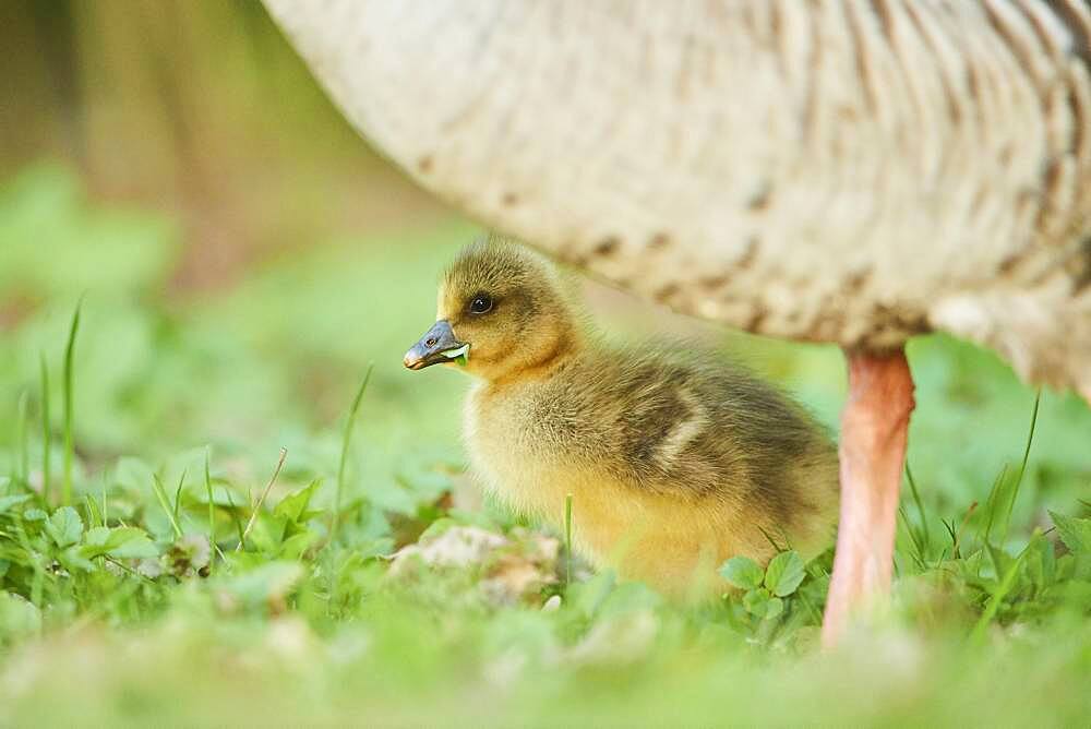 Greylag goose (Anser anser) chick on a meadow, Bavaria, Germany, Europe