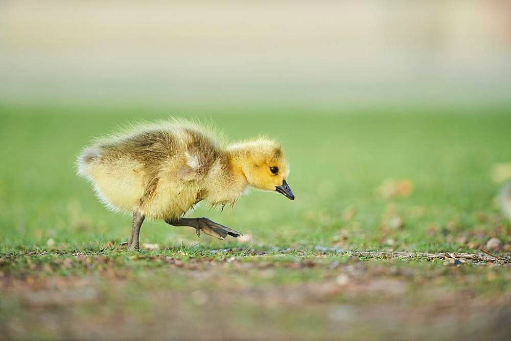 Canada goose (Branta canadensis) chick on a meadow, Frankonia, Bavaria, Germany, Europe