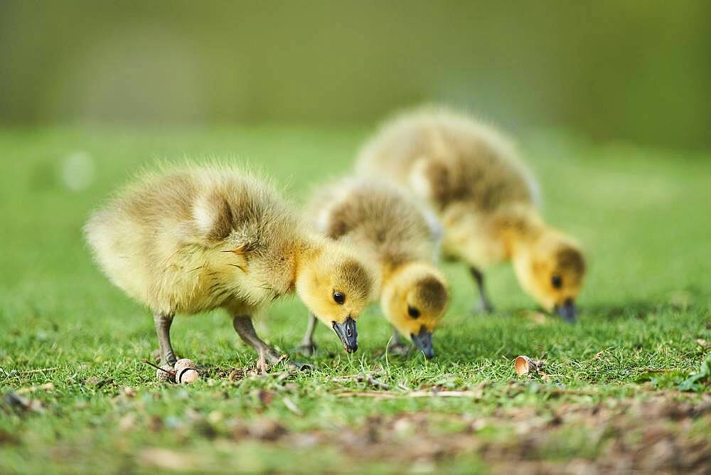 Canada goose (Branta canadensis) chicks on a meadow, Frankonia, Bavaria, Germany, Europe