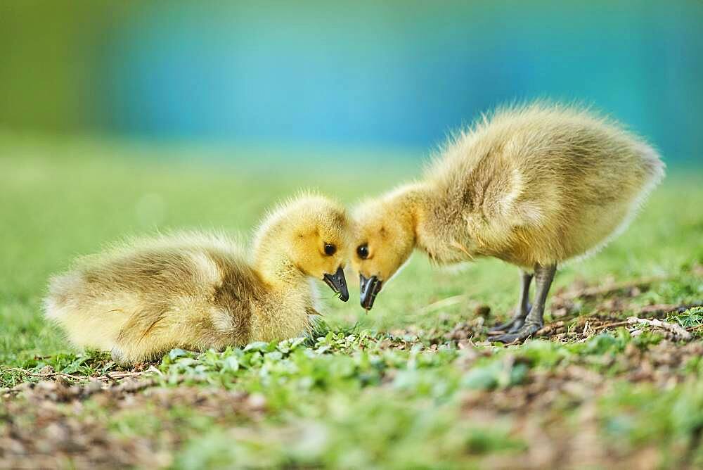 Canada goose (Branta canadensis) chicks on a meadow, Frankonia, Bavaria, Germany, Europe