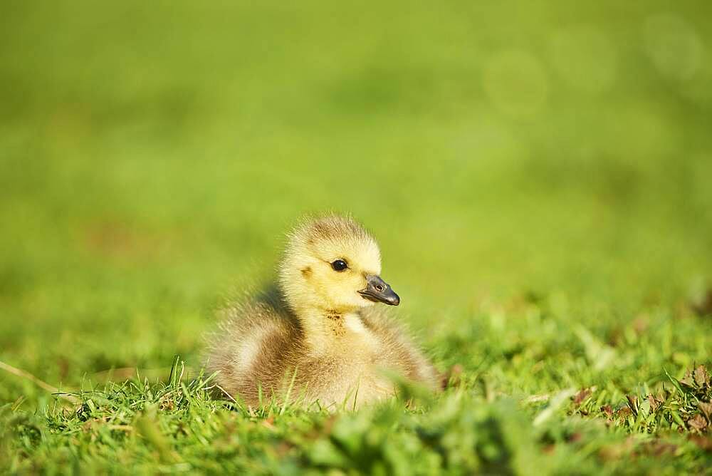 Canada goose (Branta canadensis) chick on a meadow, Frankonia, Bavaria, Germany, Europe