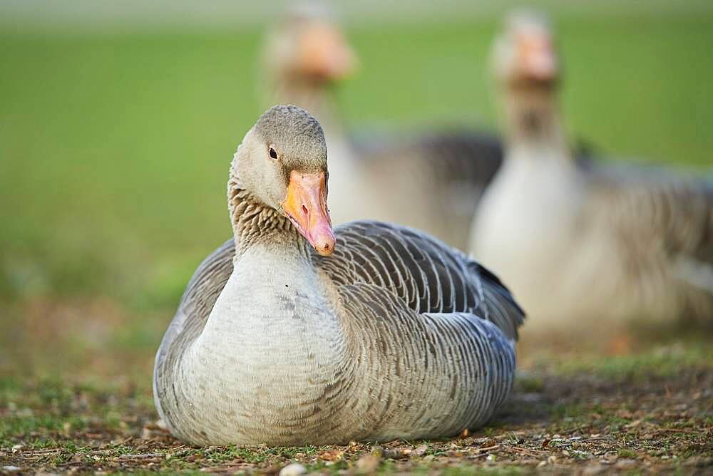 Greylag goose (Anser anser) on a meadow, Bavaria, Germany, Europe