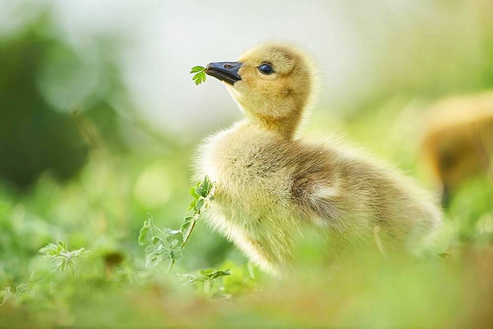 Canada goose (Branta canadensis) chick on a meadow, Frankonia, Bavaria, Germany, Europe