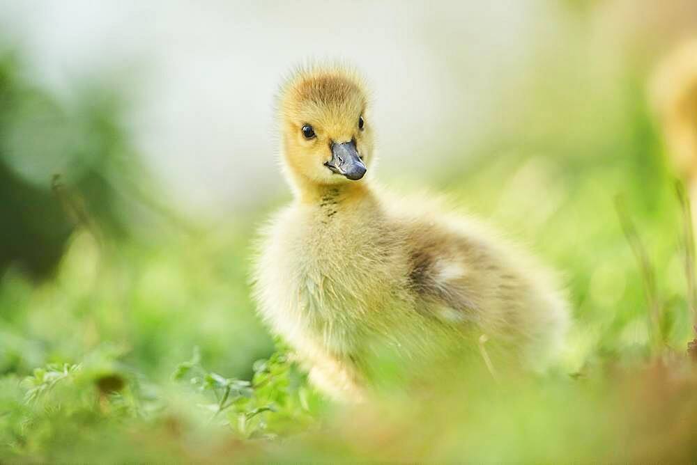 Canada goose (Branta canadensis) chick on a meadow, Frankonia, Bavaria, Germany, Europe