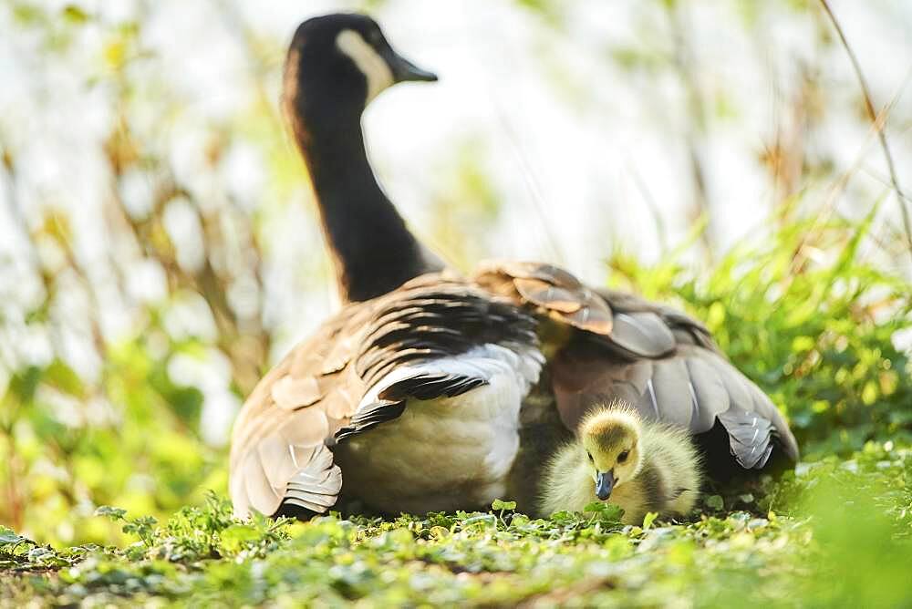 Canada goose (Branta canadensis) mother with her chick on a meadow, Frankonia, Bavaria, Germany, Europe