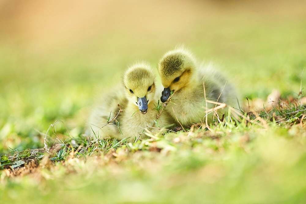 Canada goose (Branta canadensis) chicks on a meadow, Frankonia, Bavaria, Germany, Europe