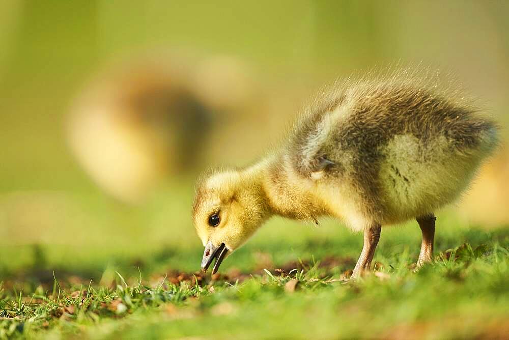 Canada goose (Branta canadensis) chick on a meadow, Frankonia, Bavaria, Germany, Europe