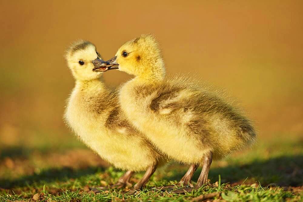 Canada goose (Branta canadensis) chicks on a meadow, Frankonia, Bavaria, Germany, Europe