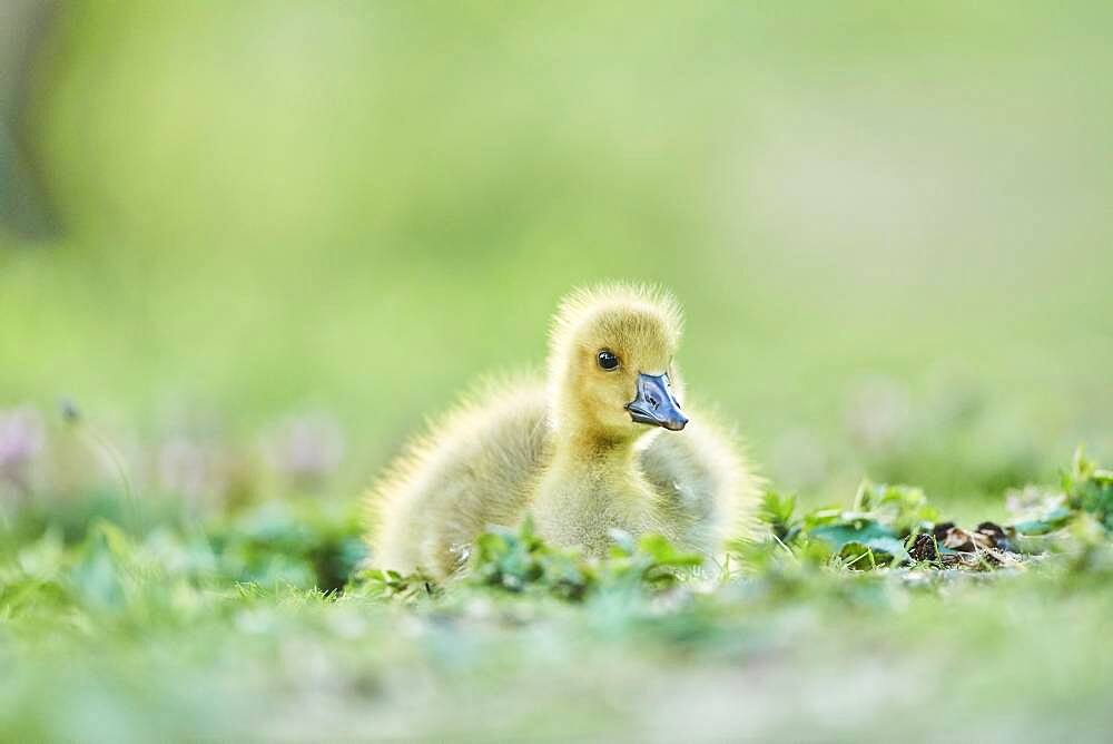 Canada goose (Branta canadensis) chick on a meadow, Frankonia, Bavaria, Germany, Europe