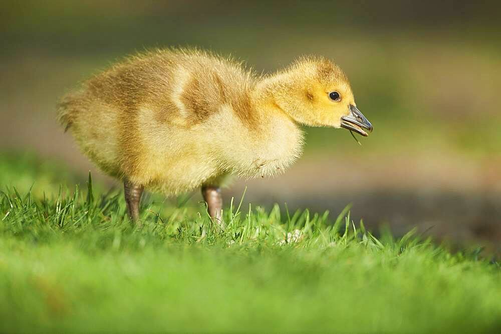 Canada goose (Branta canadensis) chick on a meadow, Frankonia, Bavaria, Germany, Europe